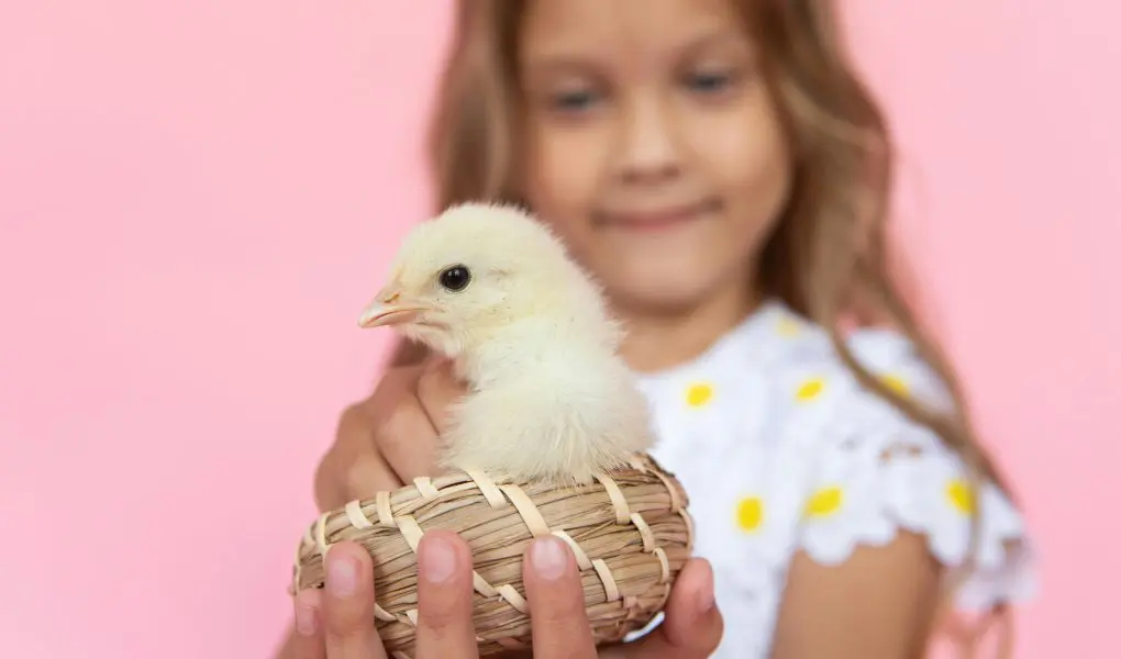 Little Girl Holding a Chick - Featured
