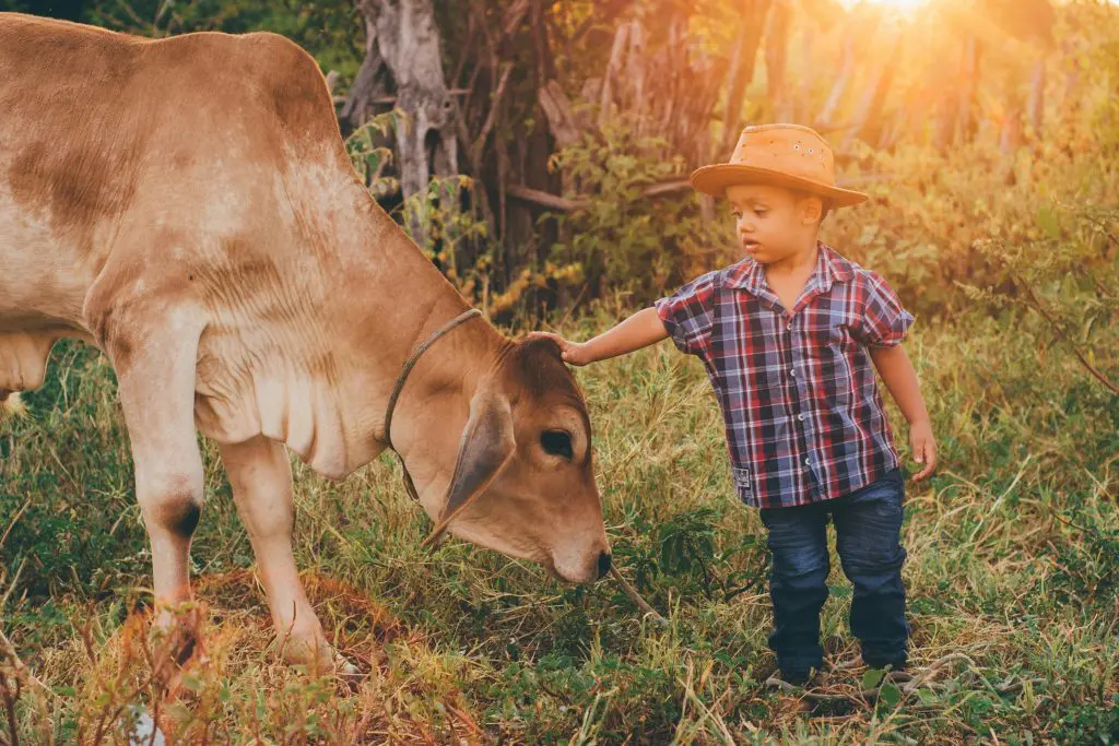 350 Handsome Southern Boy Names 7 A Little Boy Petting a Cow on a Pasture