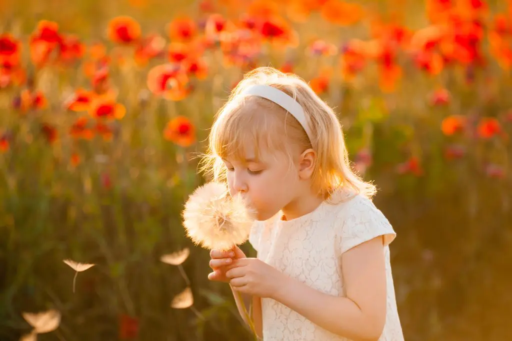 A joyful blonde girl is blowing a huge white dandelion in a poppy field during sunset