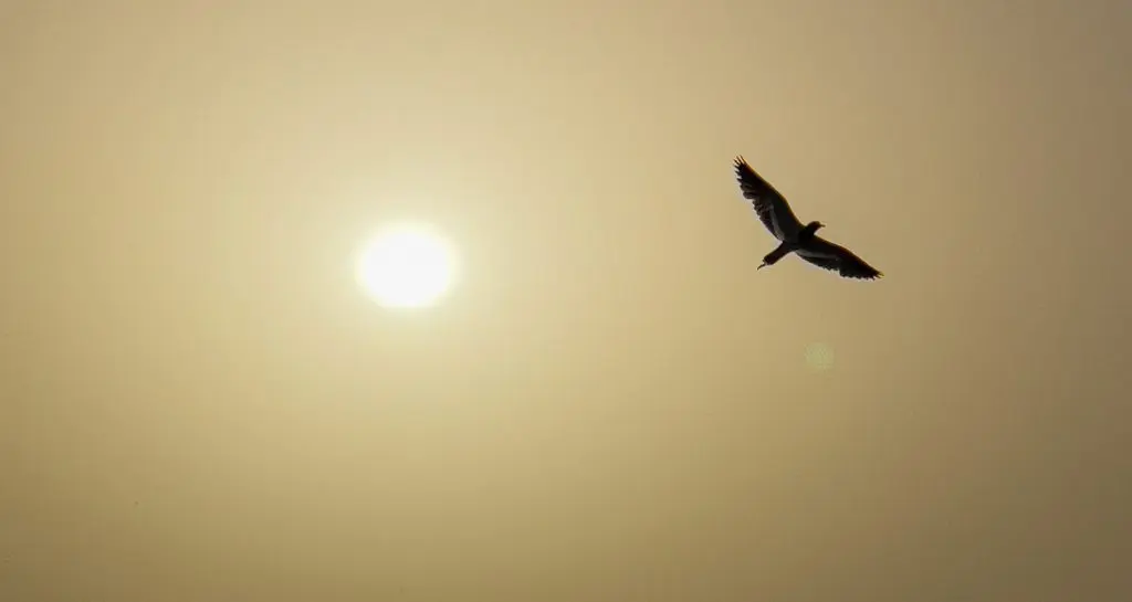 A Bird Fly With Sun Rising View