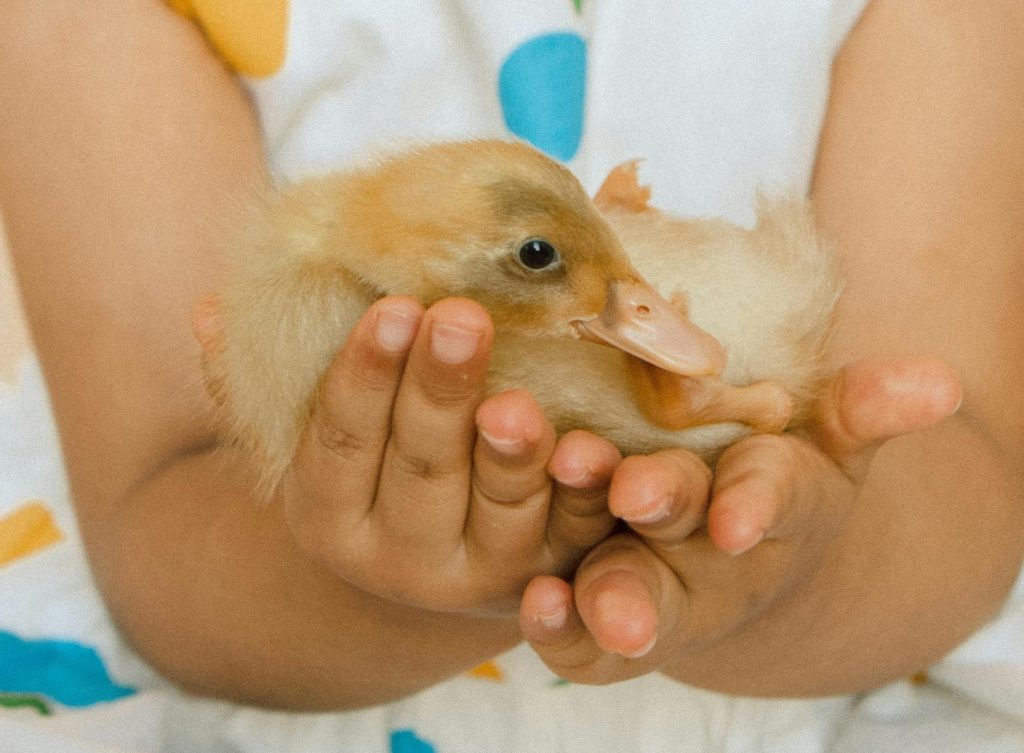 Close-up of Child Holding Duckling