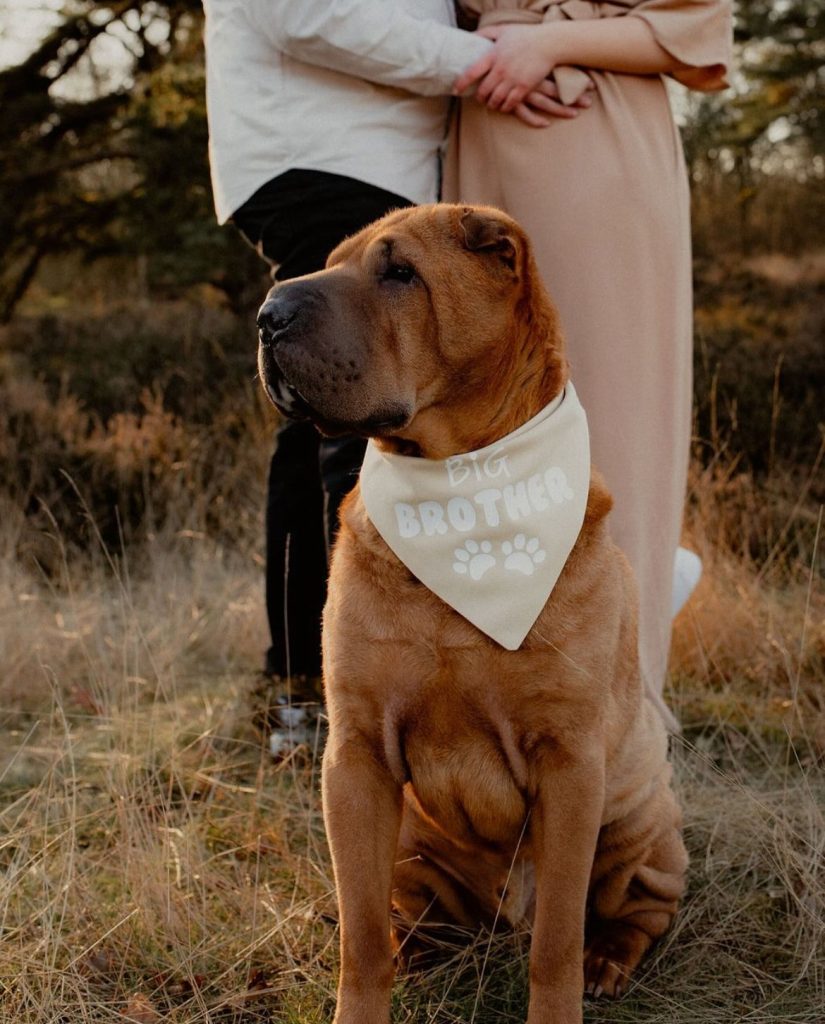 News about dog bandanas