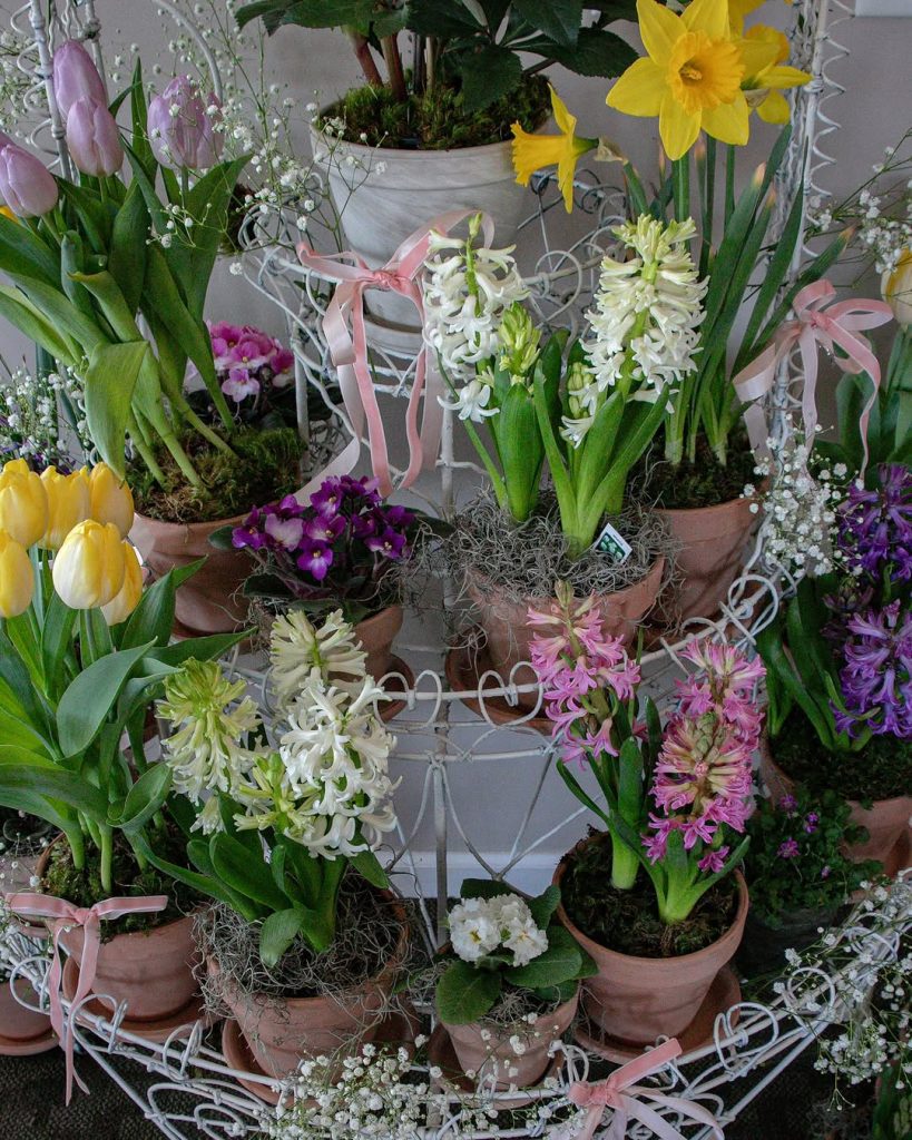 Potted Plants Floral Centerpiece